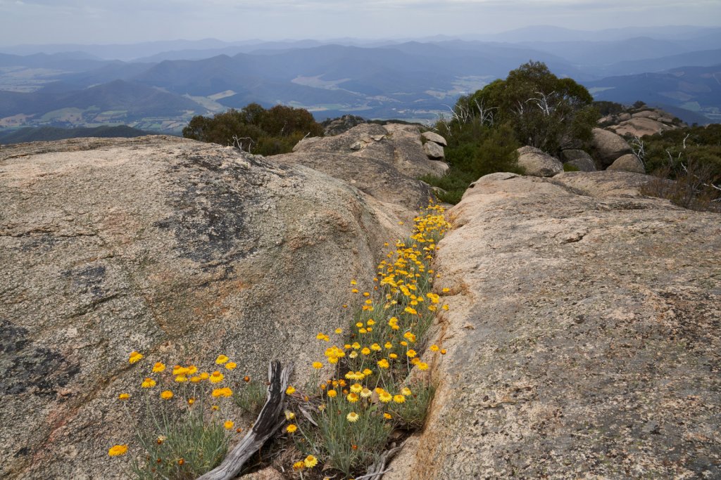 Mount McLeod Track, Mount Buffalo NP
